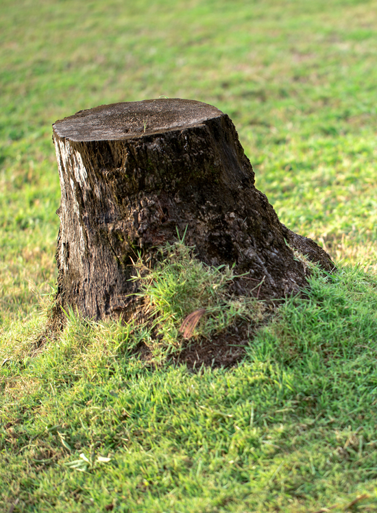 stump grinding hills district