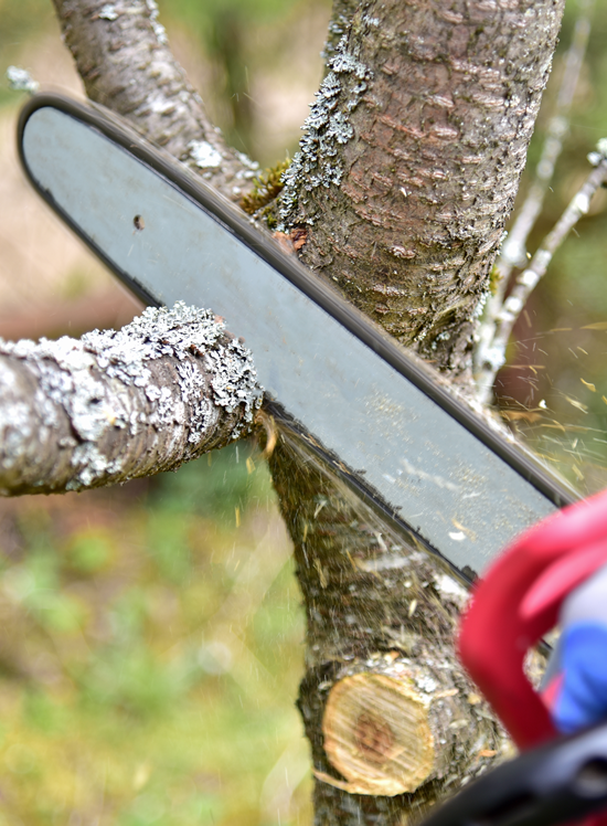 tree pruning hills district