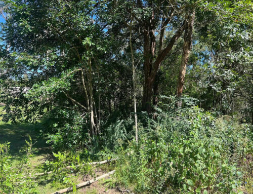 Land Clearing in The Hills District